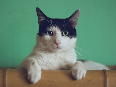 Cute kitten