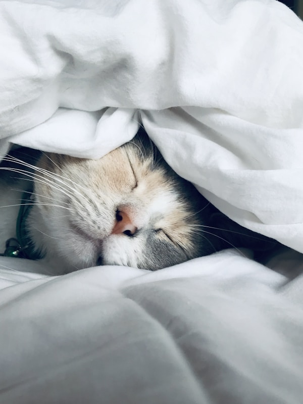 Pet Beds