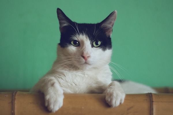 Pet grooming service